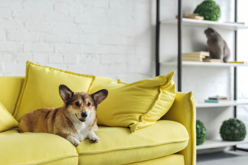 Pet Friendly Apartments in Charlotte Pine 25 North End